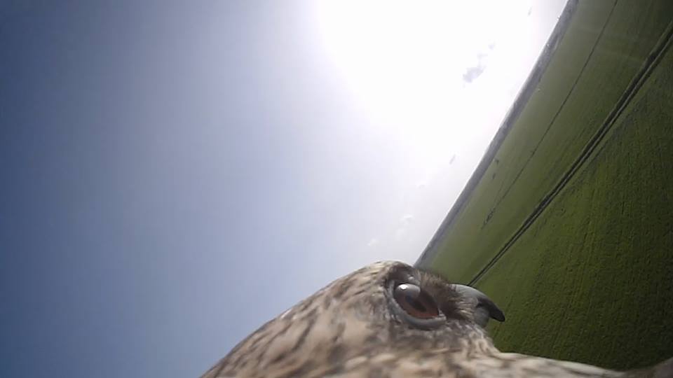 Installazione minicam su falco pellegrino